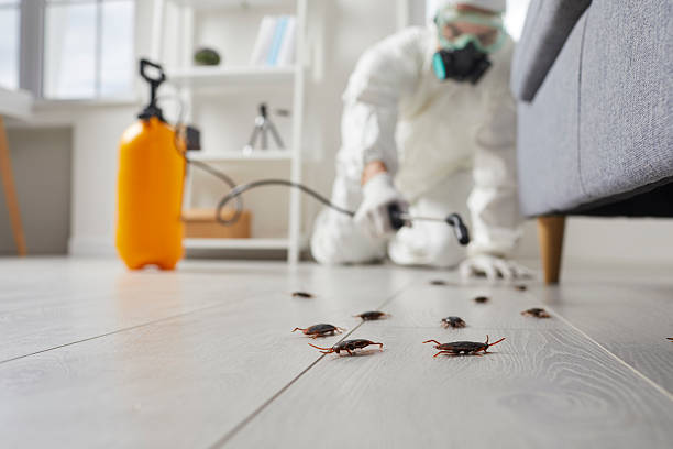 Commercial Kitchen Cockroach Control in Ridgeway